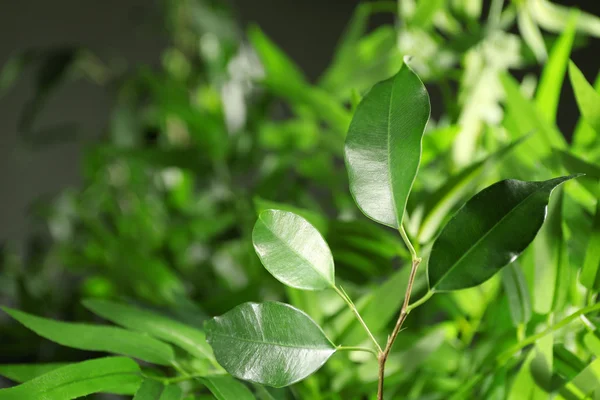 Green leaves of ficus — Stock Photo, Image