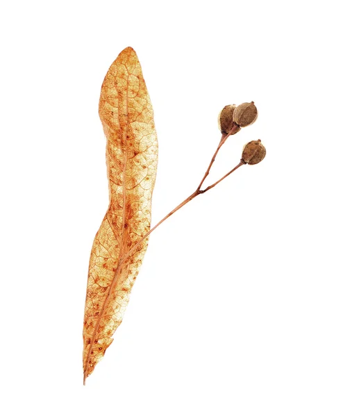 Dry autumn leaf — Stock Photo, Image