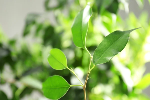 Green leaves of ficus — Stock Photo, Image