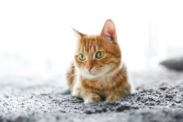 Červená kočka na podlaze — Stock fotografie