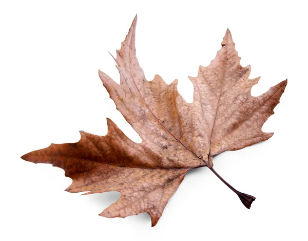 Goldenes Herbstblatt — Stockfoto