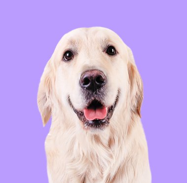 Mor zemin üzerine altın geri almak