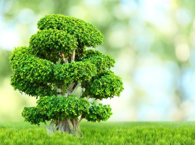 güzel bonsai ağacı 
