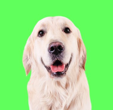 Yeşil zemin üzerine altın geri almak