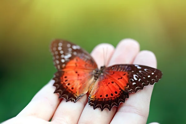Красивая бабочка сидит на руке — стоковое фото