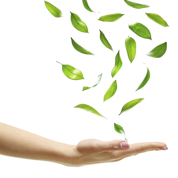 Leaves falling into woman hand — Stock Photo, Image