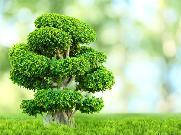 Mooie bonsai boom — Stockfoto