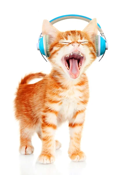 Vacker katt med hörlurar isolerade — Stockfoto