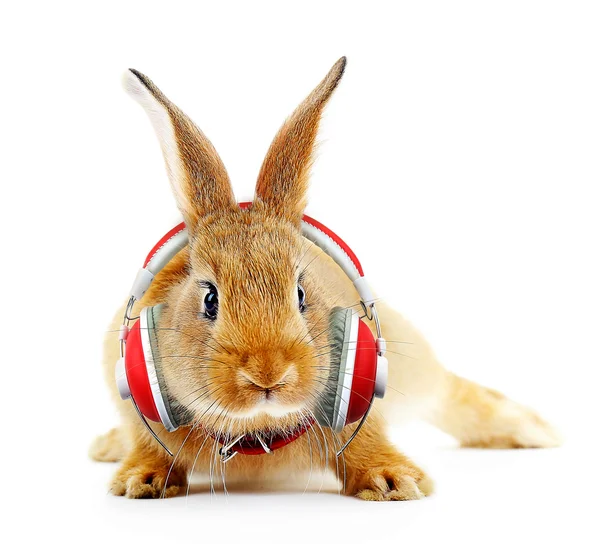 Coelho vermelho com fones de ouvido — Fotografia de Stock