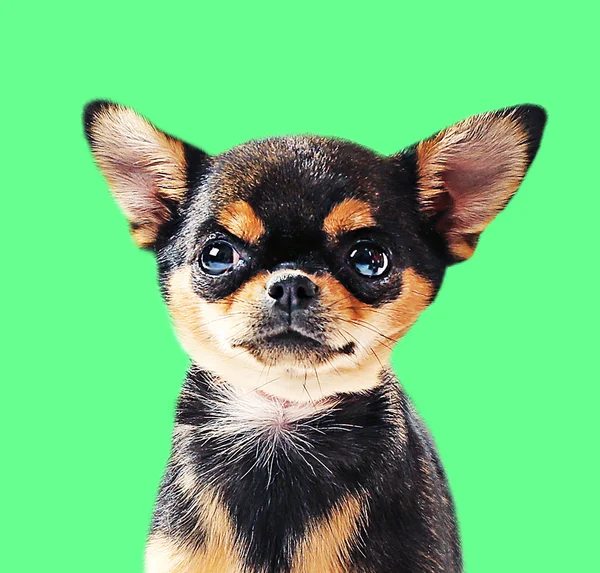 Cute chihuahua puppy on green — Stock Photo, Image