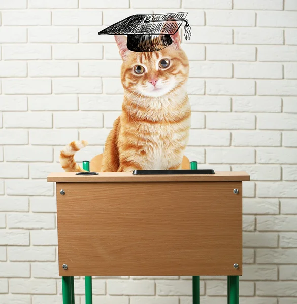 Kat zit op een school-Bureau — Stockfoto