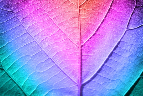 Multicolor fresh leaf — Stock Photo, Image