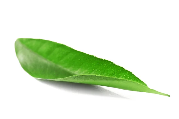 Ficus hoja sobre blanco — Foto de Stock