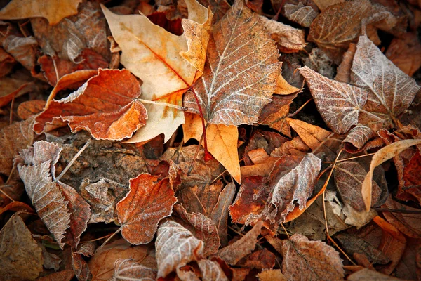 Foglie congelate da vicino . — Foto Stock