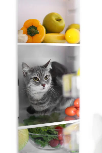 Кот сидит в холодильнике — стоковое фото