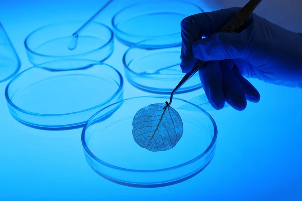 Placas de Petri en laboratorio — Foto de Stock