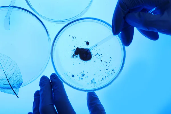 Petri yemekler laboratuvar — Stok fotoğraf