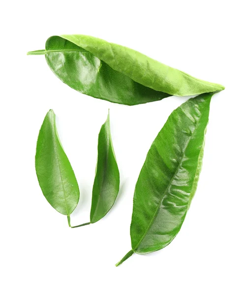 Grön Ficus lämnar — Stockfoto