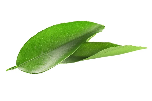 Green ficus leaves — Stock Photo, Image