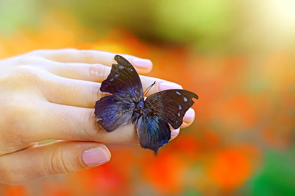 Beautiful butterfly sitting on hand — Stock Photo, Image