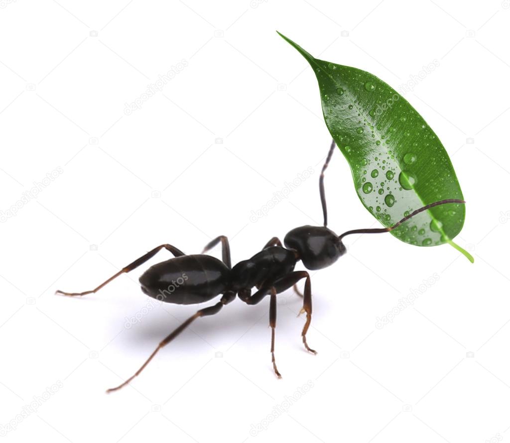 Small ant carrying green leaf