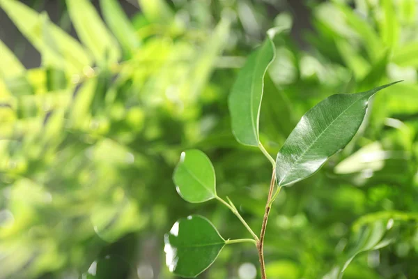 Hojas verdes de ficus — Foto de Stock