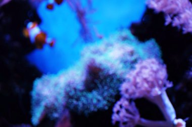 Akvaryumdaki egzotik balıklar