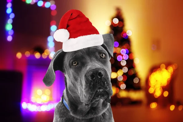 Perro con sombrero de Santa cerca del árbol de Navidad — Foto de Stock