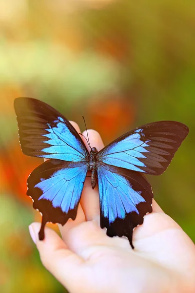 Bela borboleta sentada na mão — Fotografia de Stock