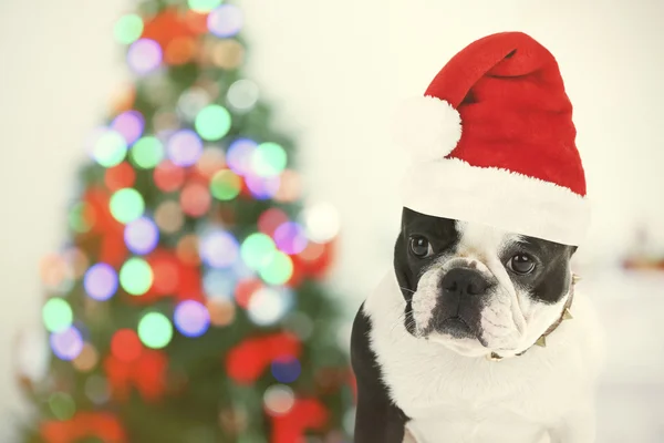 Köpek Noel ağacı yakınındaki Santa şapka ile — Stok fotoğraf