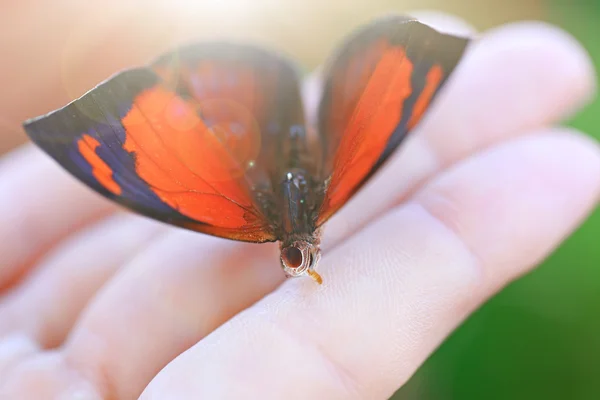 Piękny motyl siedzi pod ręką — Zdjęcie stockowe