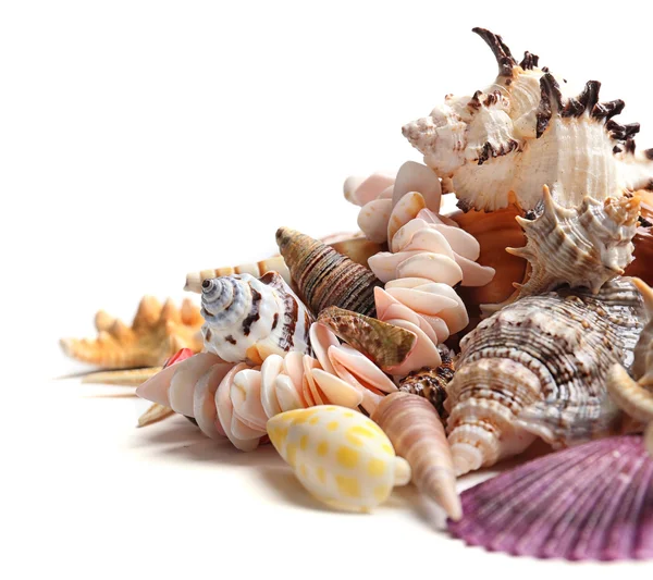 Sea shells close up — Stock Photo, Image