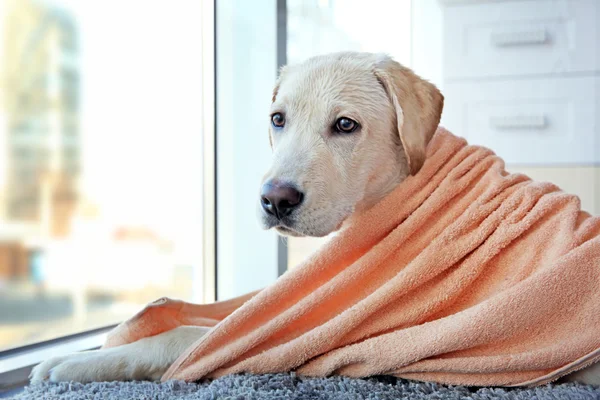 Влажная собака-лабрадор в полотенце — стоковое фото