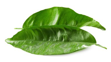 yeşil çay yaprakları