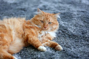 kabarık kırmızı kedi