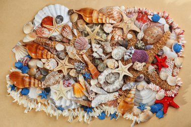 Deniz kabukları üzerinde bej