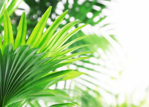 Green palm leaves — Stock Photo, Image