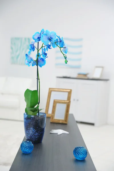 Prachtige blauwe orchideebloemen — Stockfoto