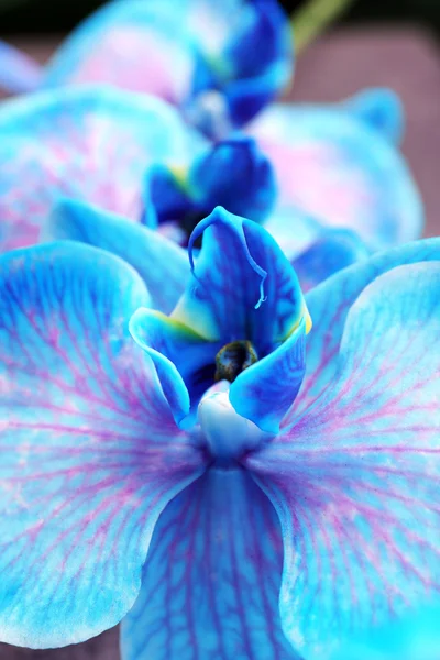 Lindas flores de orquídea azul — Fotografia de Stock