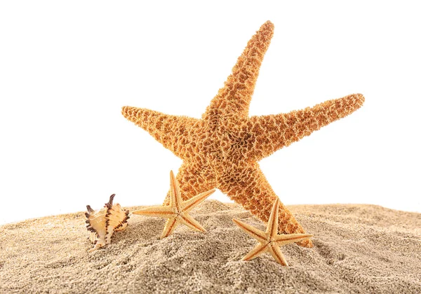 Estrela do mar e conchas na areia — Fotografia de Stock