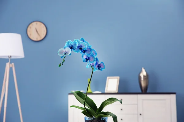 Сині квіти орхідей в інтер'єрі — стокове фото