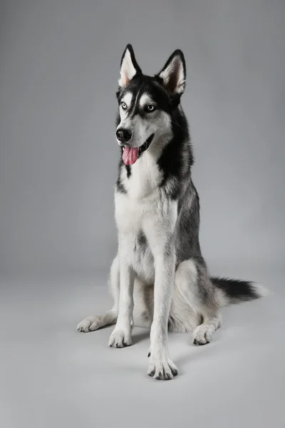 Young Husky zittend op grijs — Stockfoto