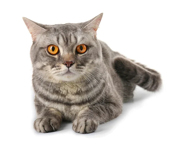아름 다운 회색 고양이 — 스톡 사진