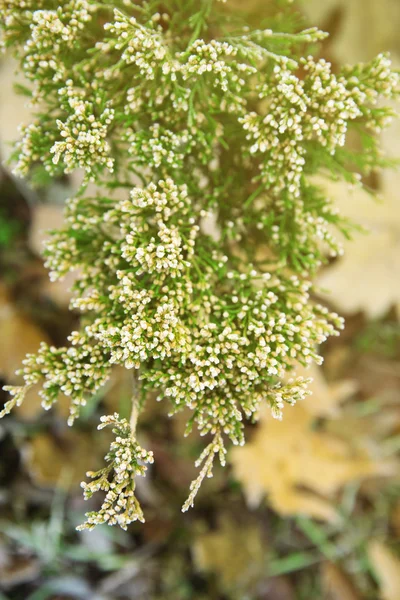 Beautiful Frozen bush — Stock Photo, Image