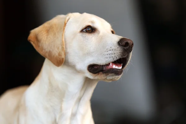 Głowa psa Labrador — Zdjęcie stockowe