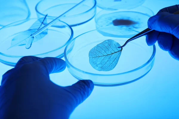 Placas de Petri en laboratorio — Foto de Stock