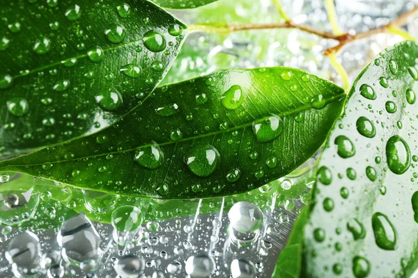 Rubber plant on wet surface — Stock Photo, Image