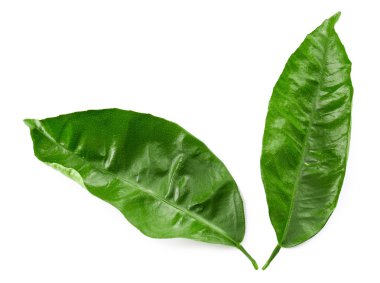 yeşil çay yaprakları