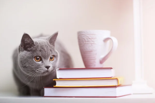 Gato sentado en el estante con pila de libros —  Fotos de Stock