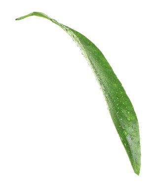 İzole portakal ağacının yaprak yeşil